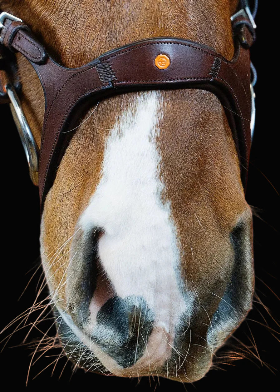 Combination Bridle – Brown | No. 08