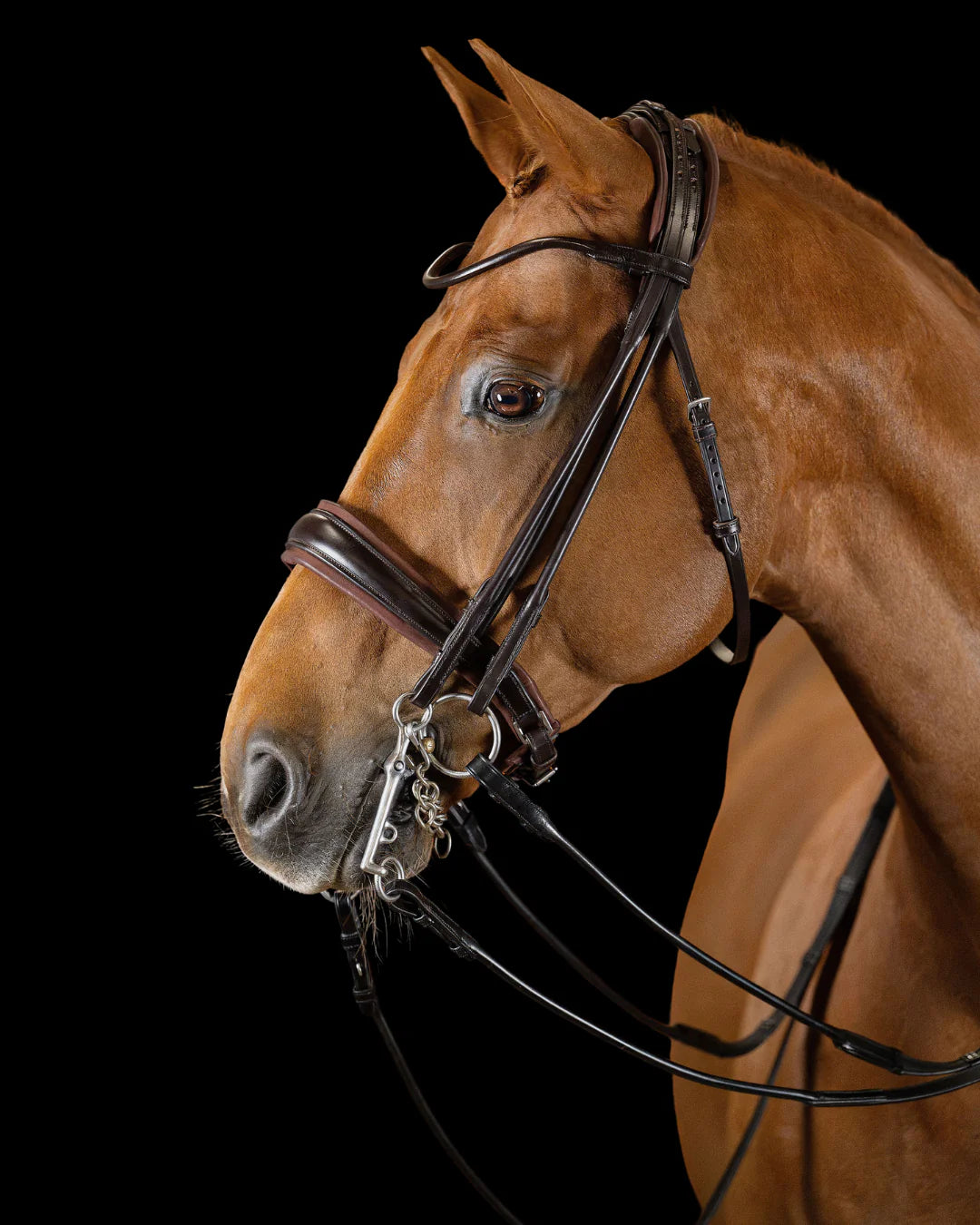 Double Bridle Rolled-Stitched  – Matte Brown | No. 152
