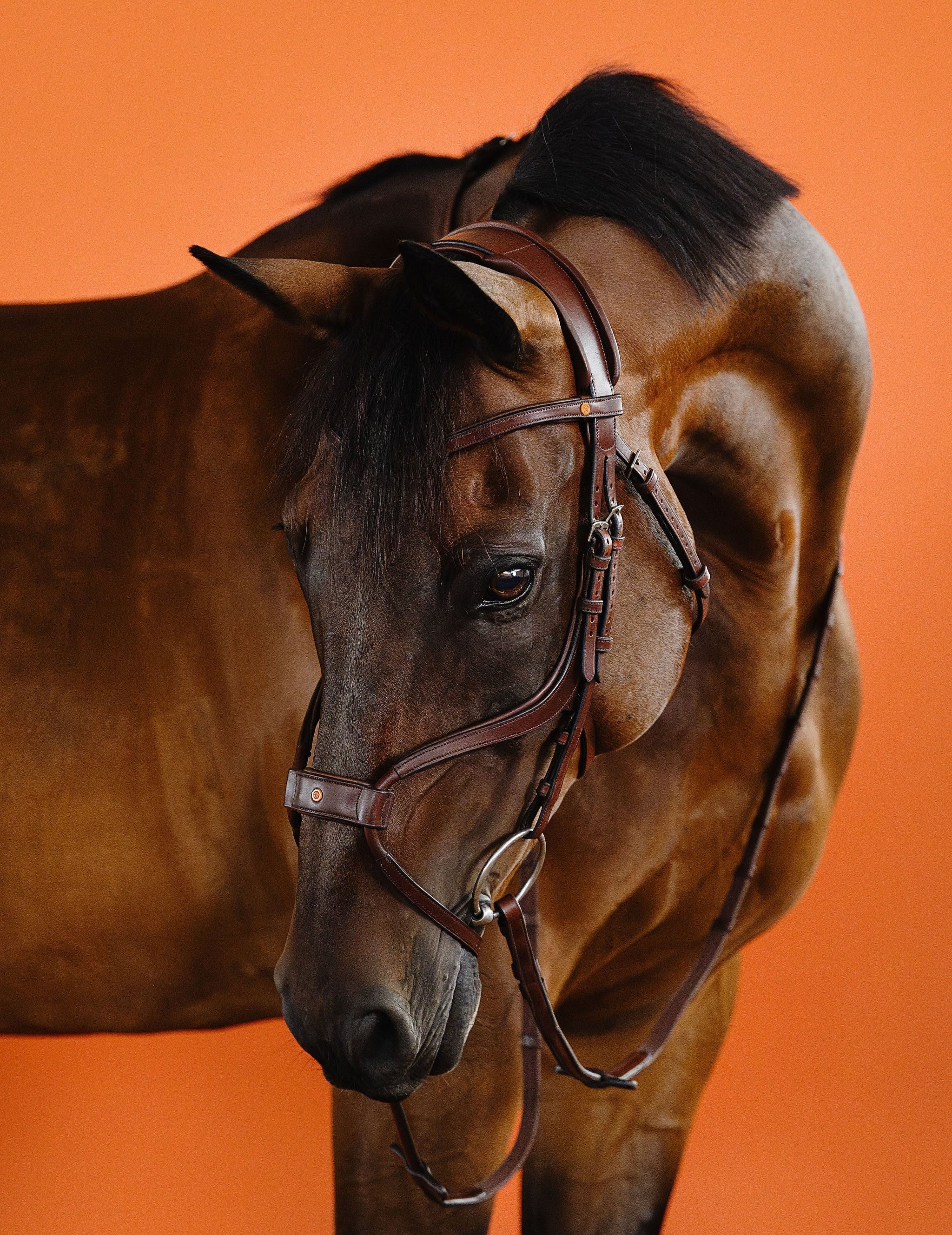 Mexican Bridle (Brown) | No. 06