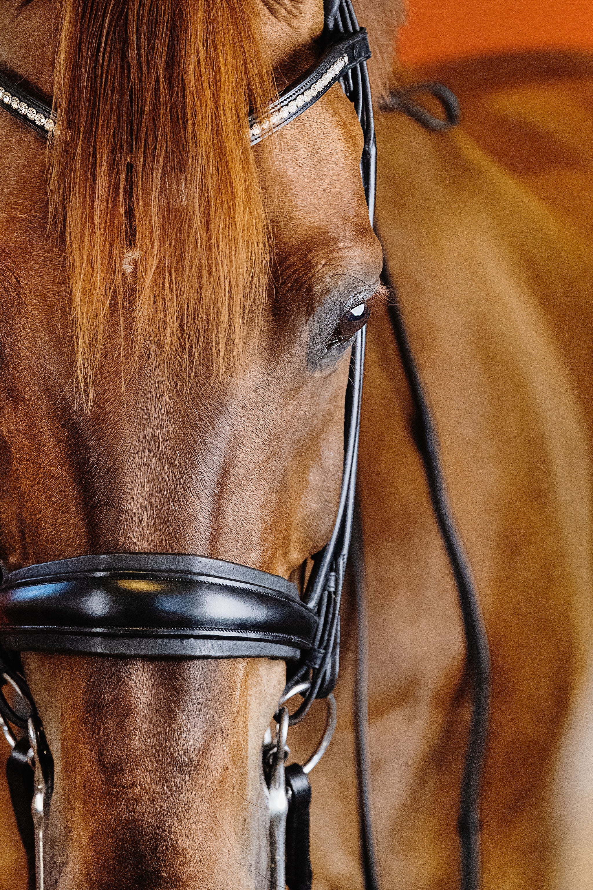 Round-Stitched Double Bridle (Black) | No. 03