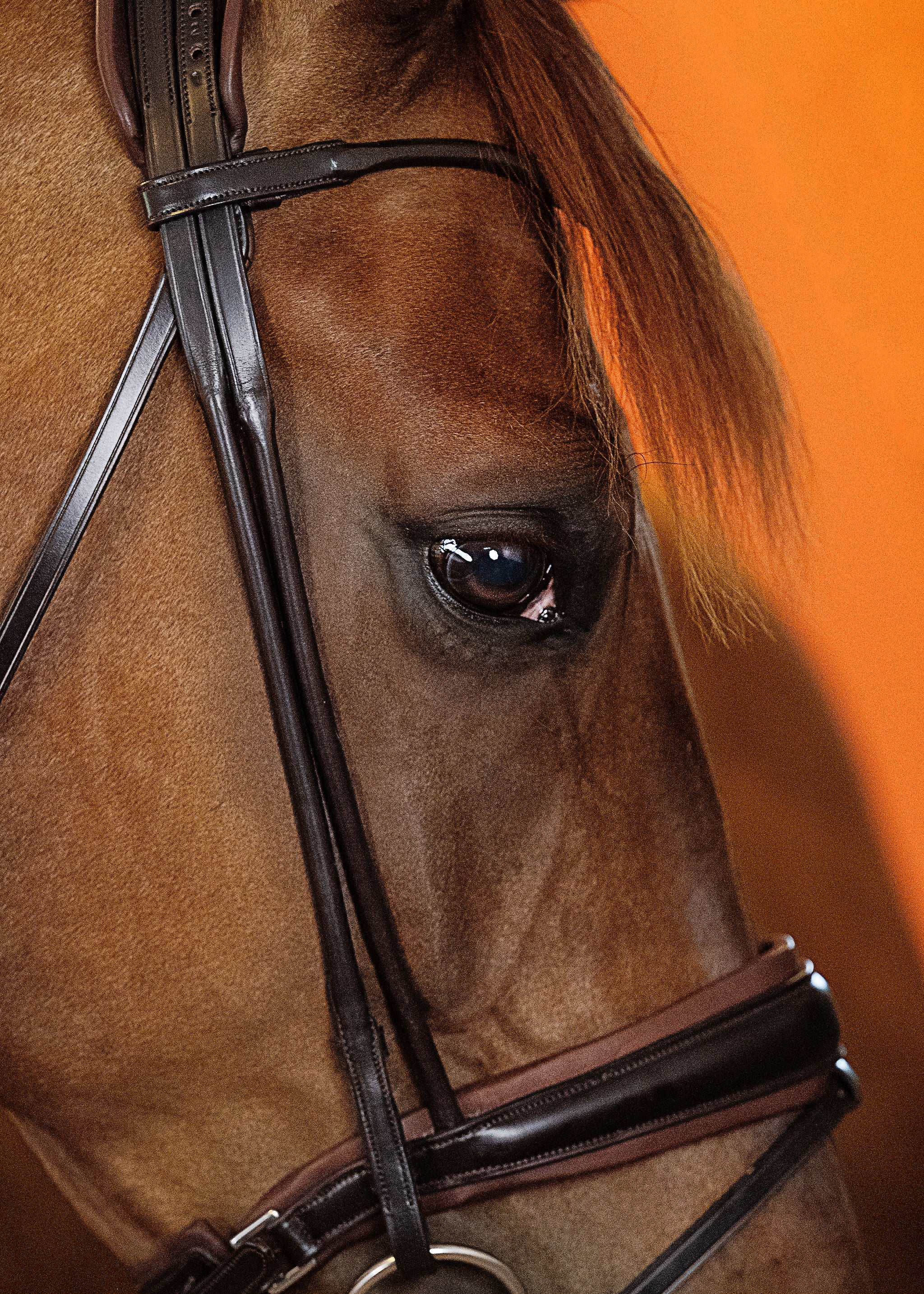 Round-Stitched Dressage Bridle – Brown | No. 10