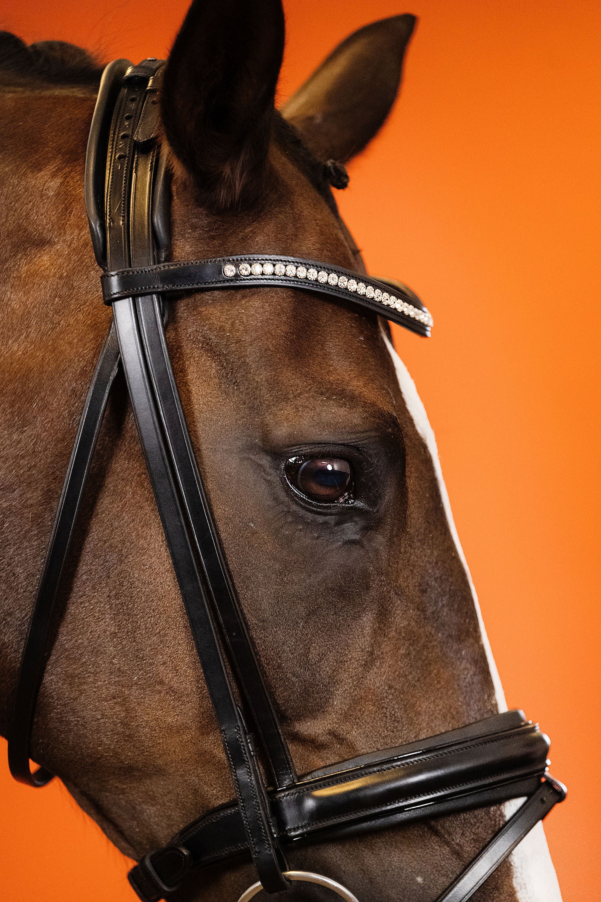 Dressage Bridle (Black) | No. 01