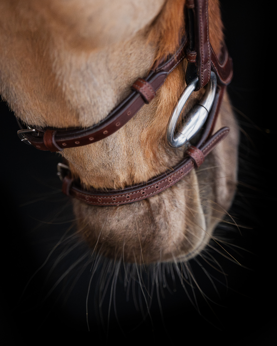 Native Bridle No. 18 | Brown