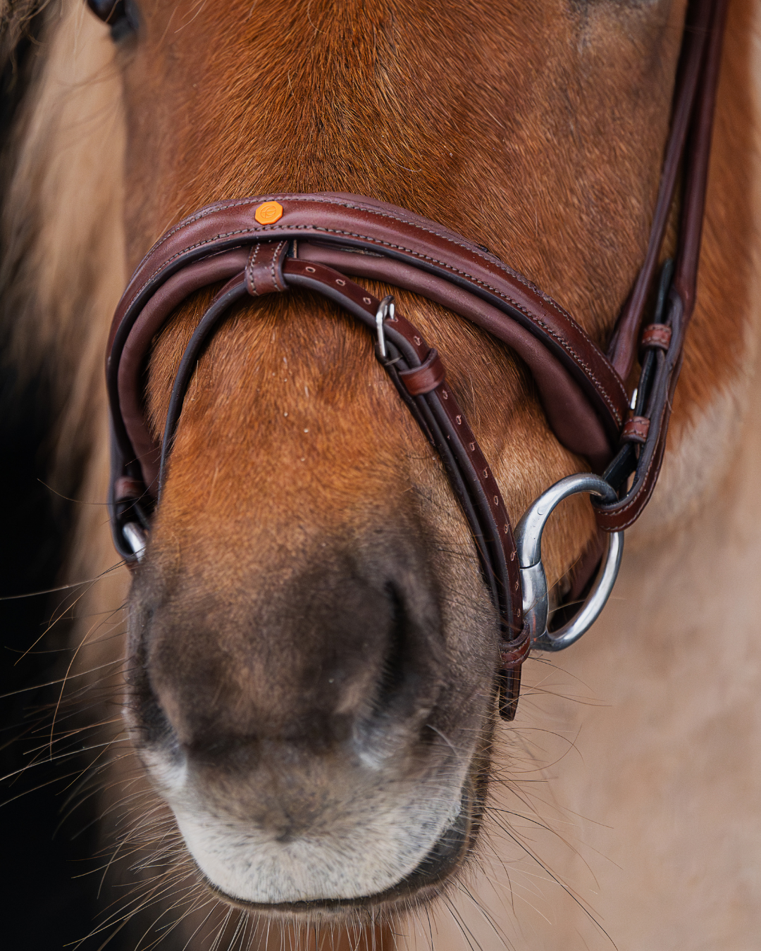 Native Bridle No. 19 | Brown