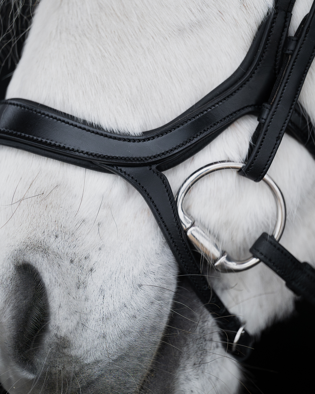 Native Bridle No. 20 | Black