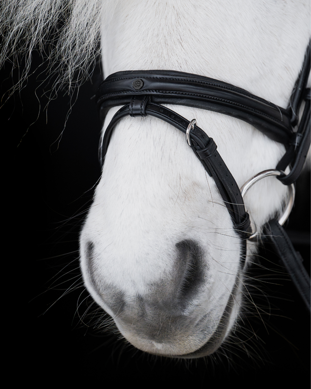 Native Bridle No. 21 | Black