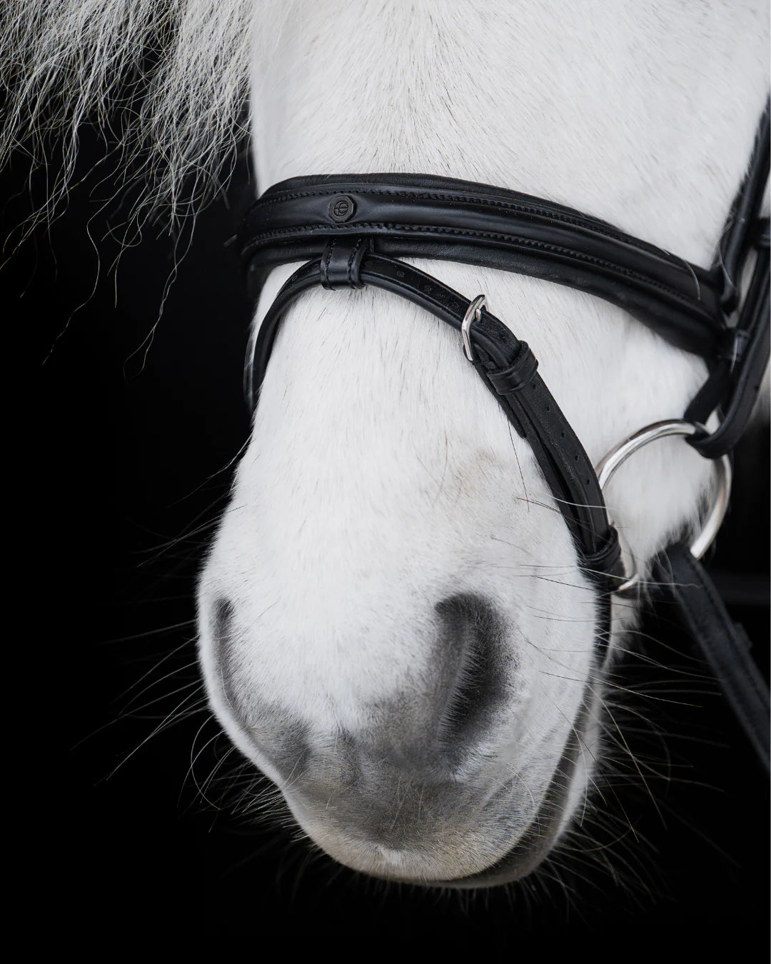Native Bridle No. 21 | Black