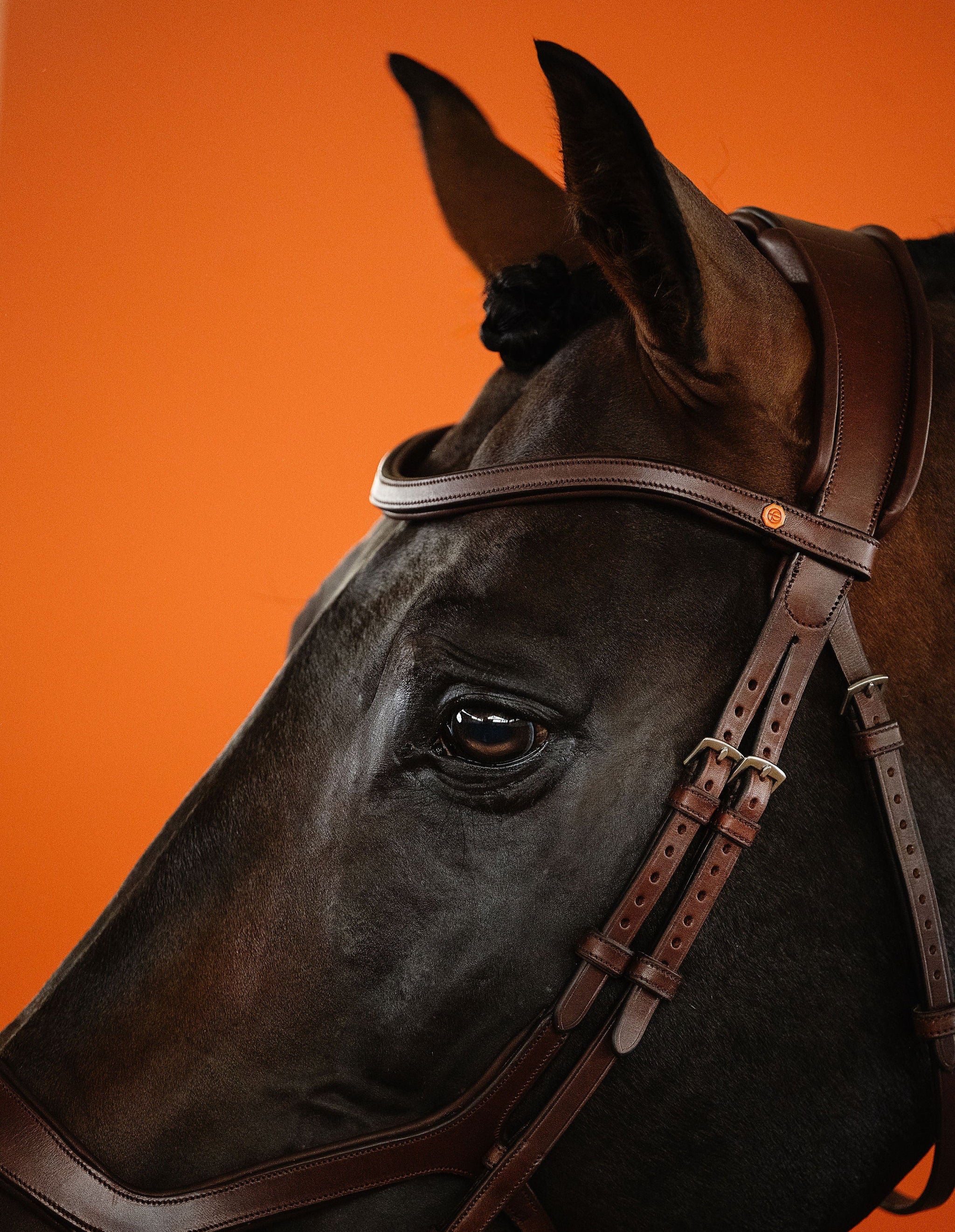 Leather Browband (Brown) | No. 50