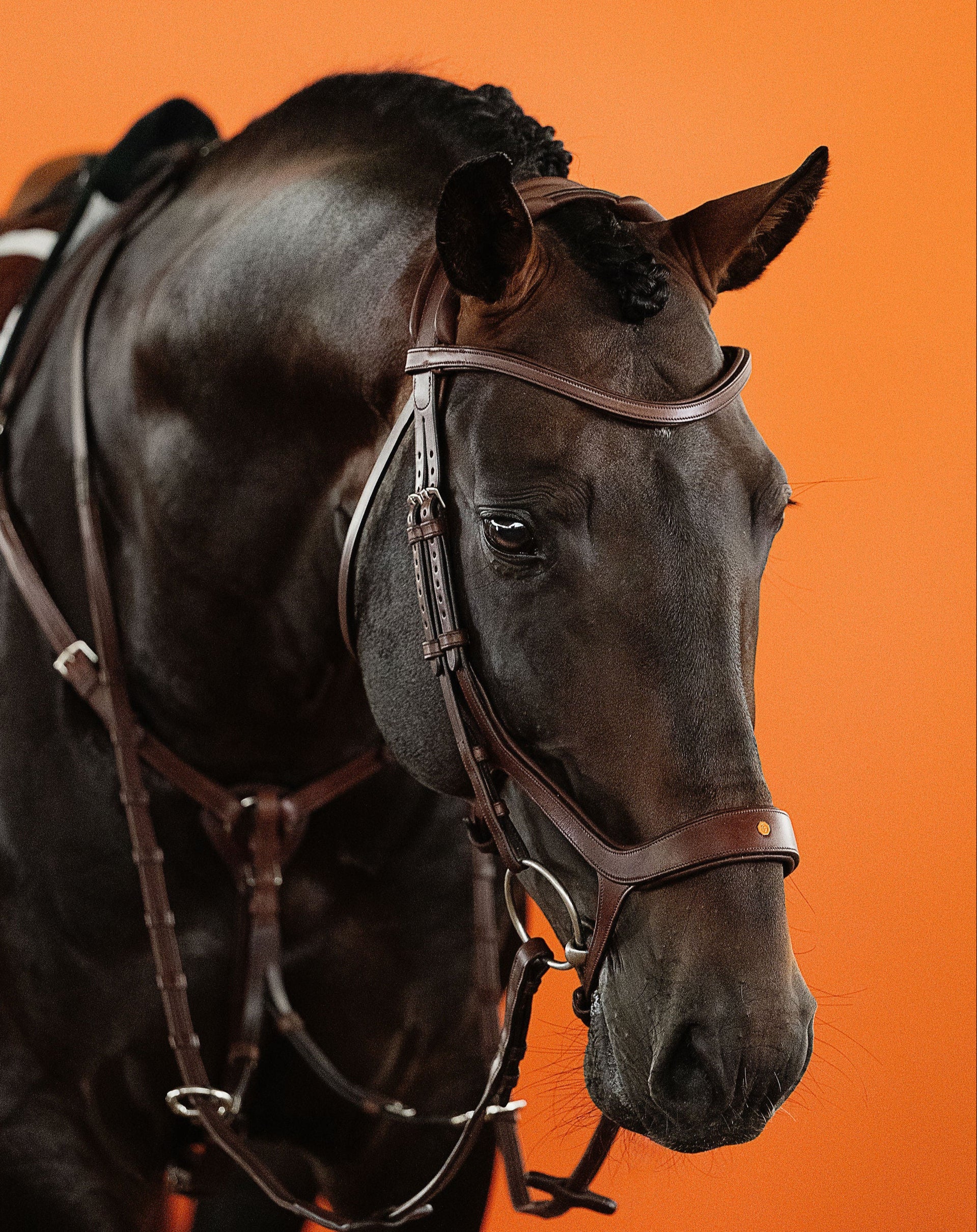 Leather Browband (Brown) | No. 50