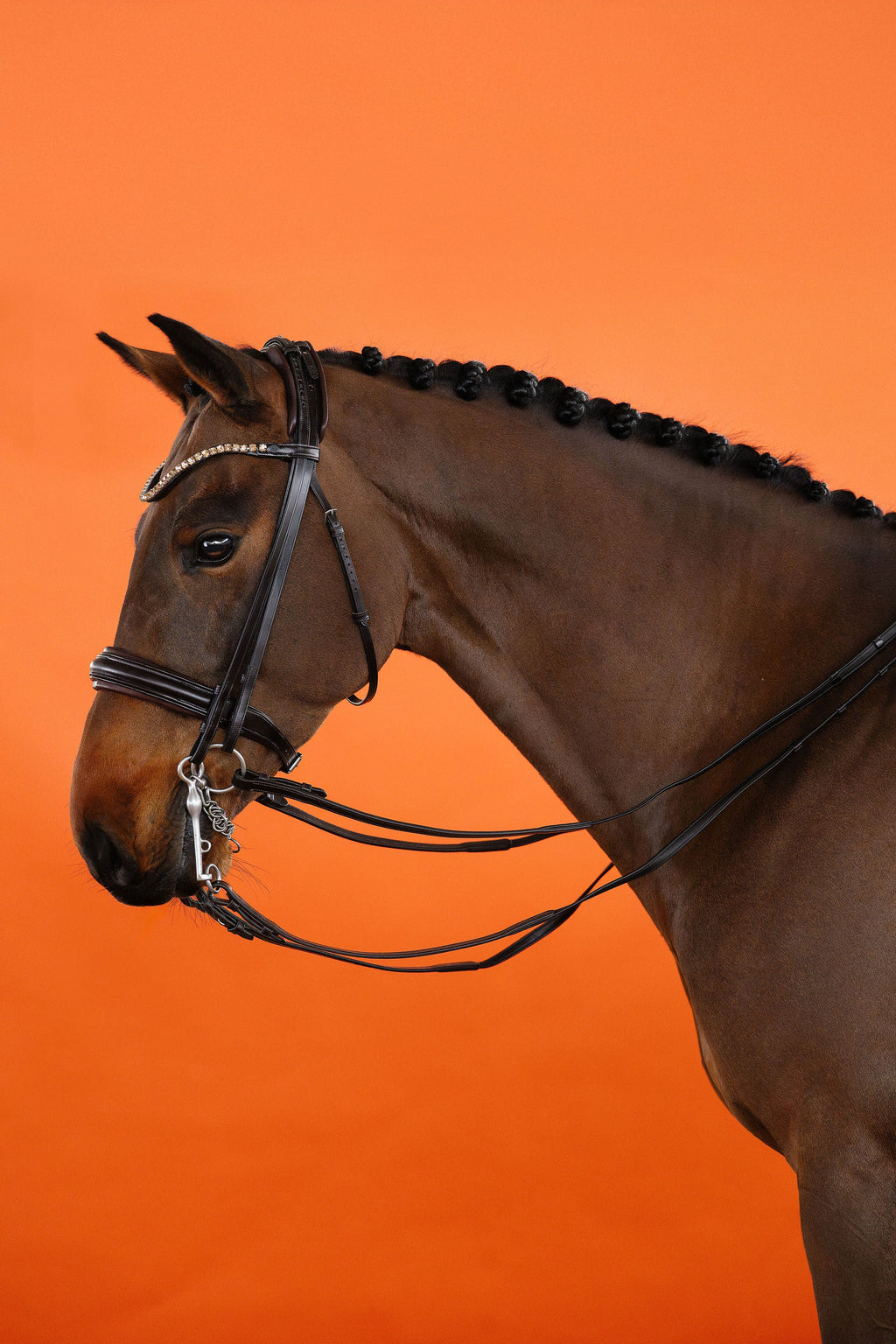 Double Bridle – Brown | No. 11