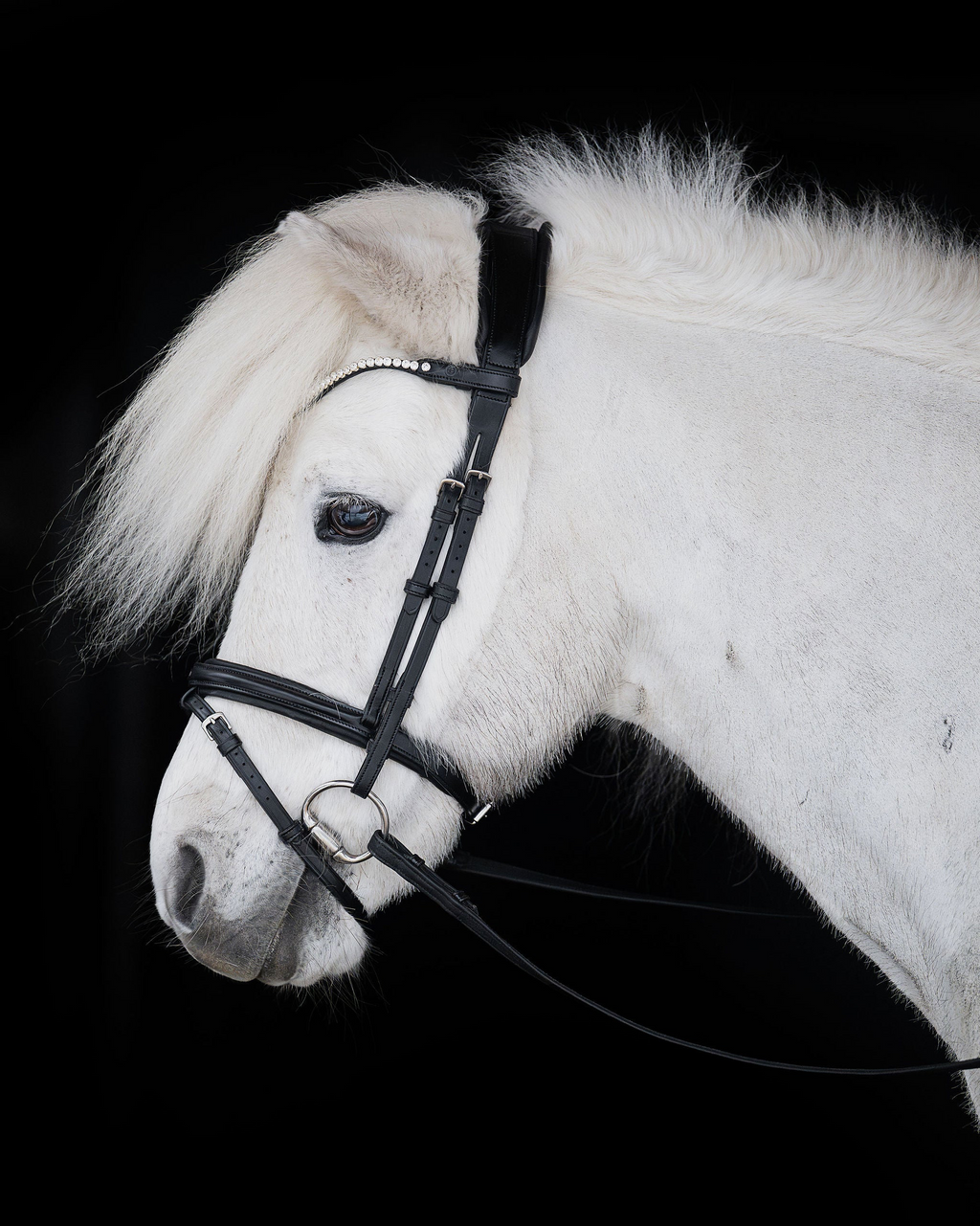 Native Bridle No. 21 | Black