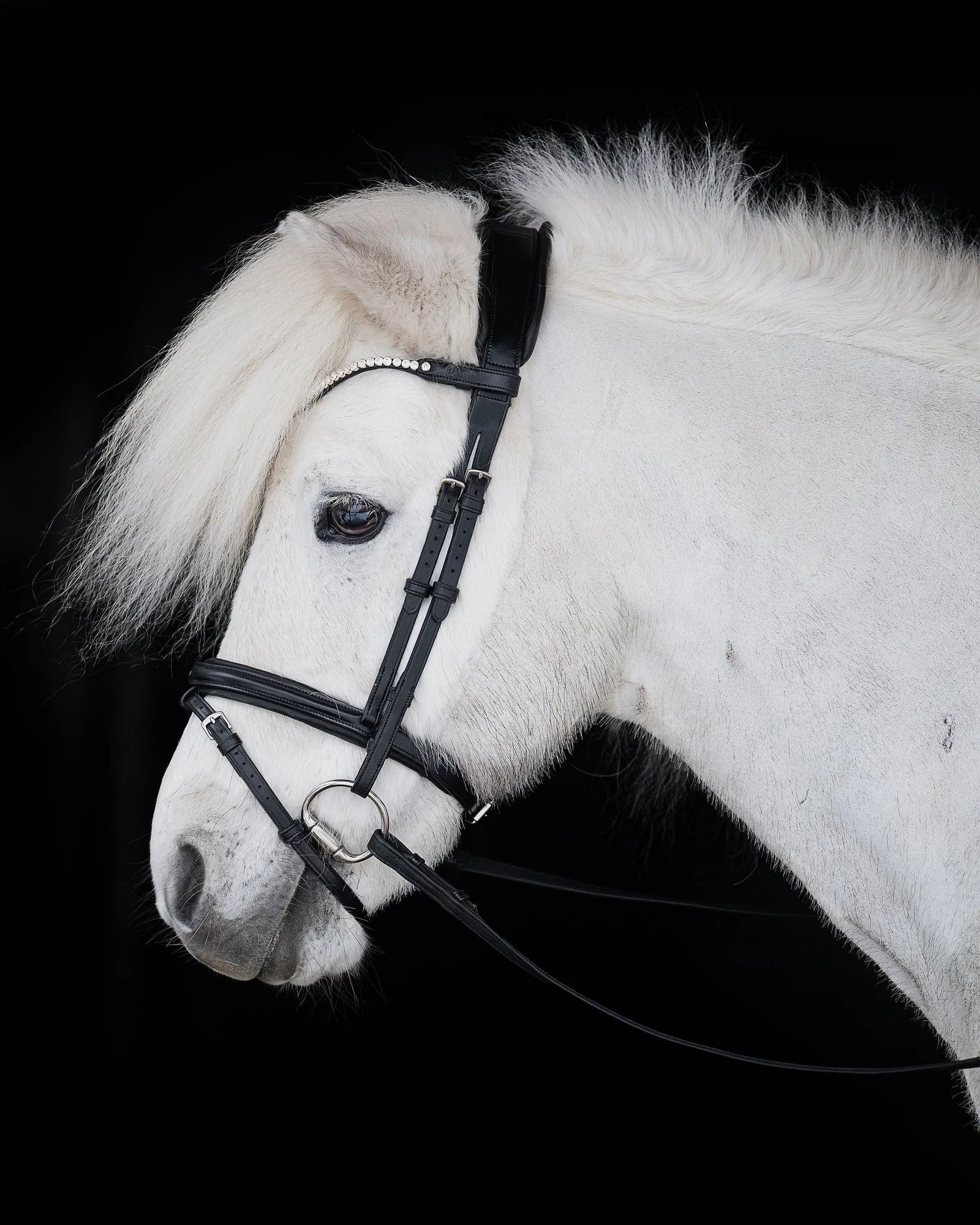 Native Bridle No. 21 | Black