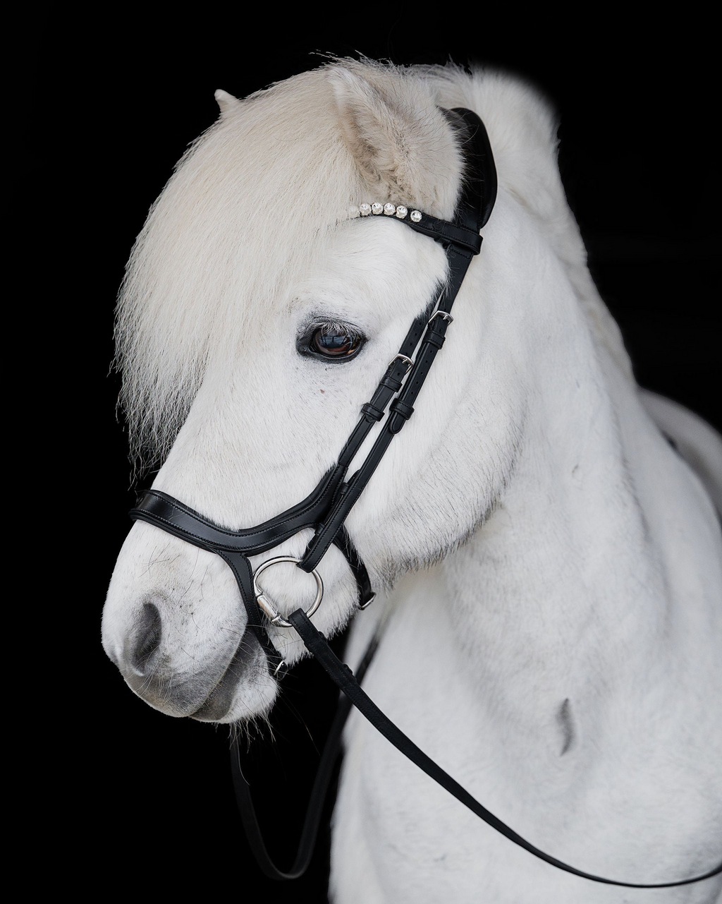 Native Bridle No. 20 | Black
