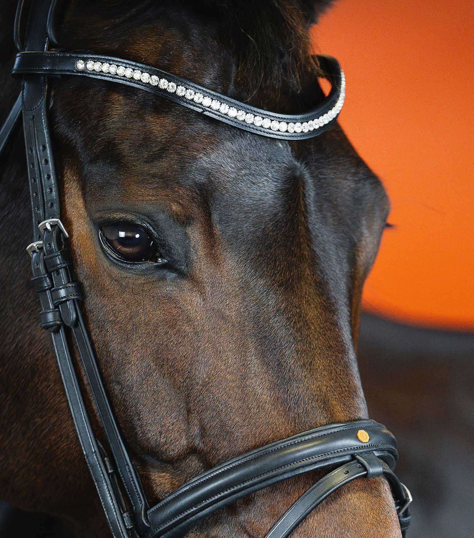 Crystal Clear Browband (6 mm) (Black) | No. 55