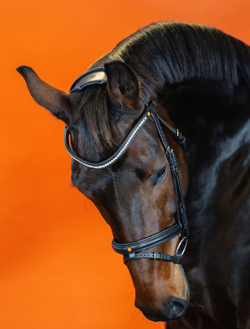Crystal Clear Browband (6 mm) (Black) | No. 55