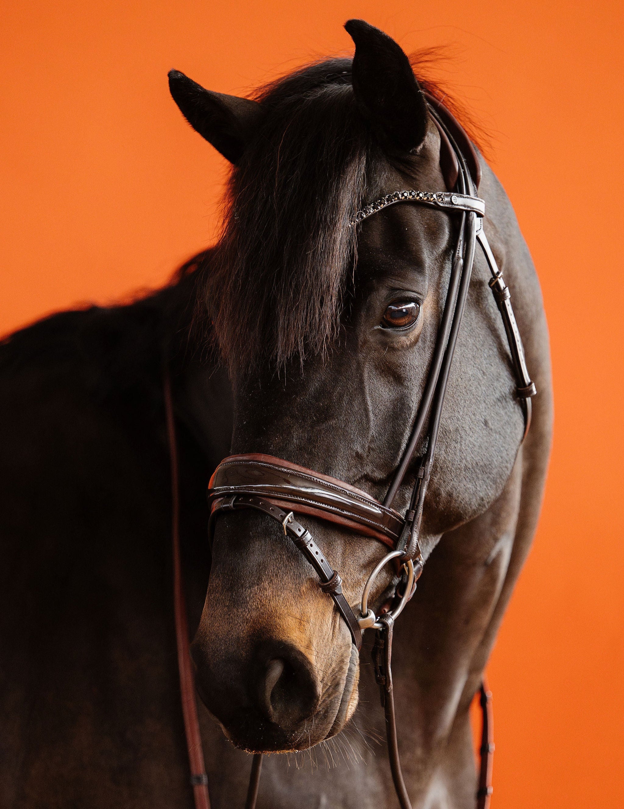 Patent Dressage Bridle – Brown | No. 10