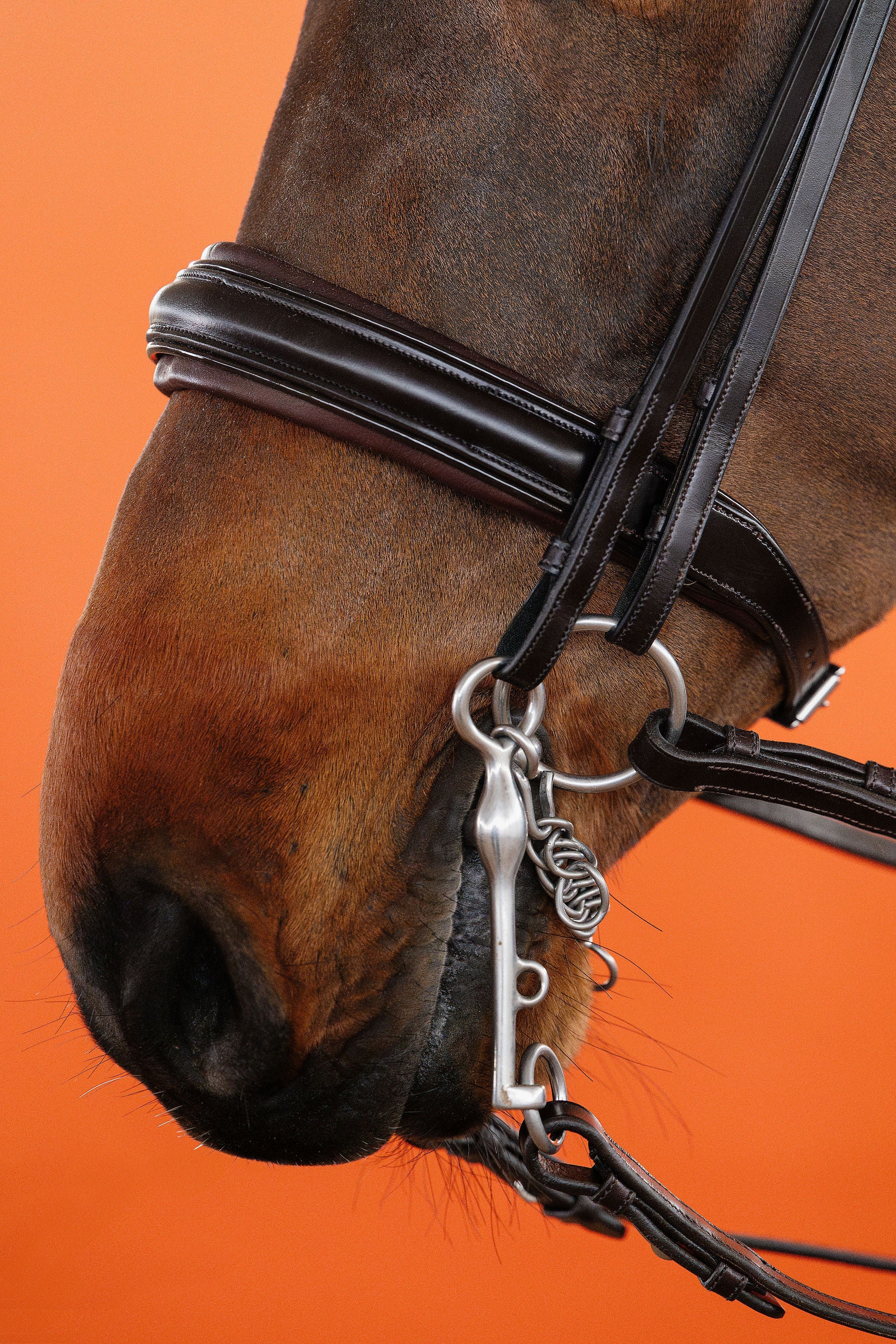 Double Bridle – Brown | No. 11