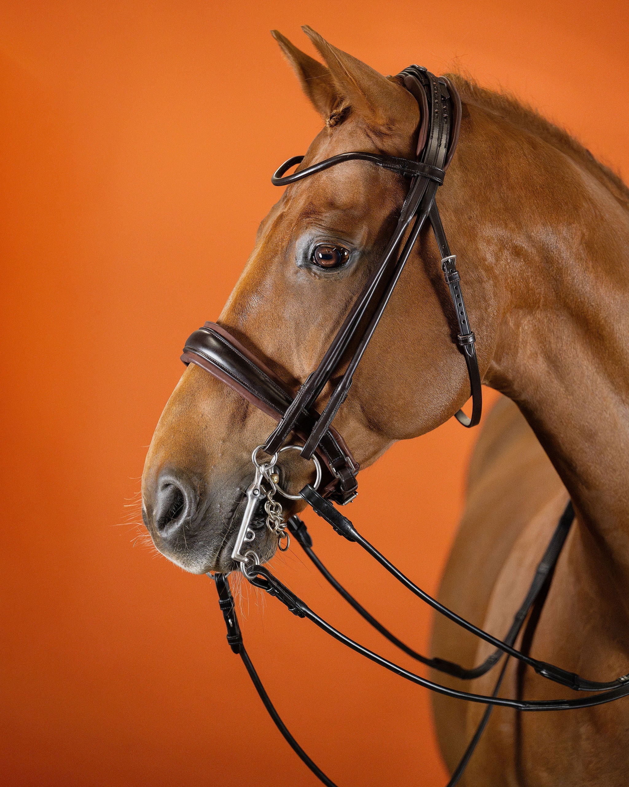 Round-Stitched Double Bridle – Brown | No. 03