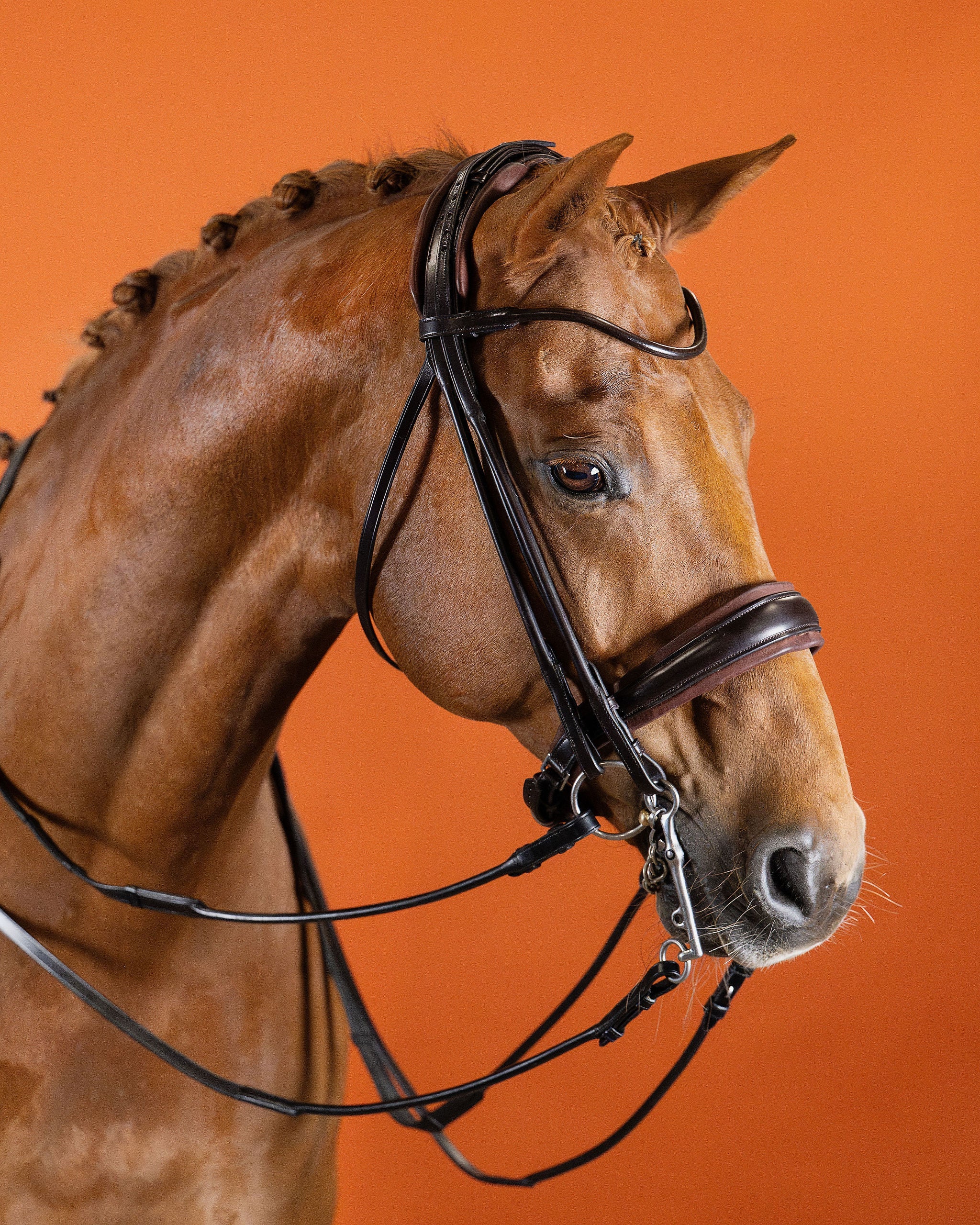 Round-Stitched Double Bridle – Brown | No. 03