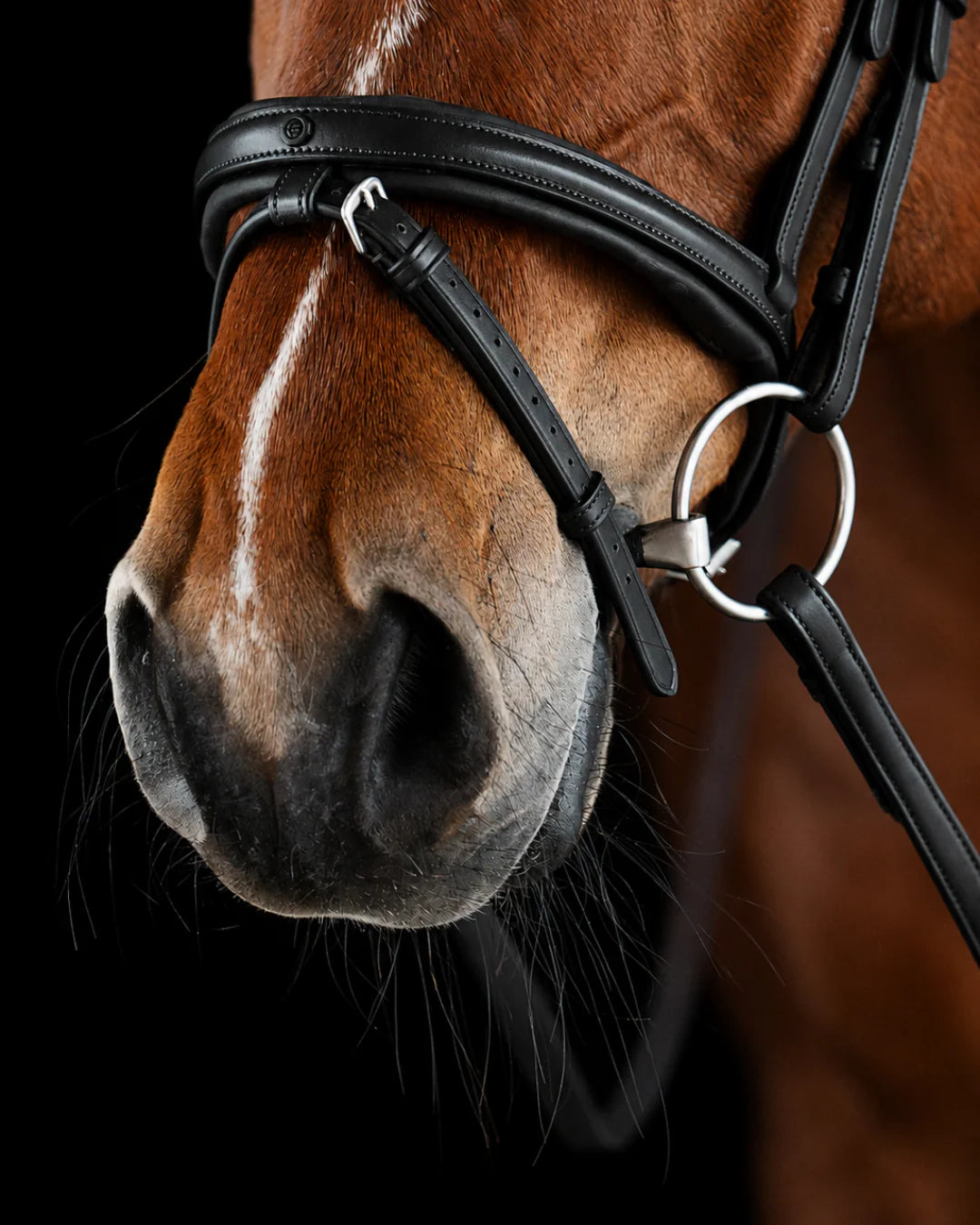 Pony Bridle No. 16 | Black
