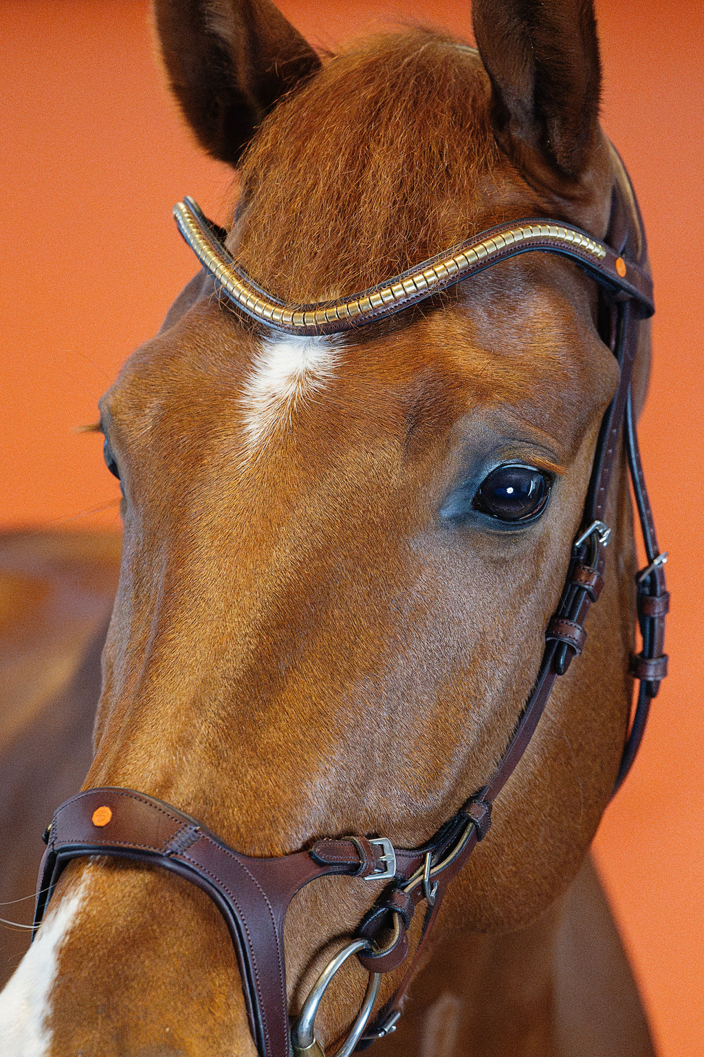 Combination Bridle – Brown | No. 08