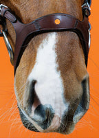 Combination Bridle – Brown | No. 08