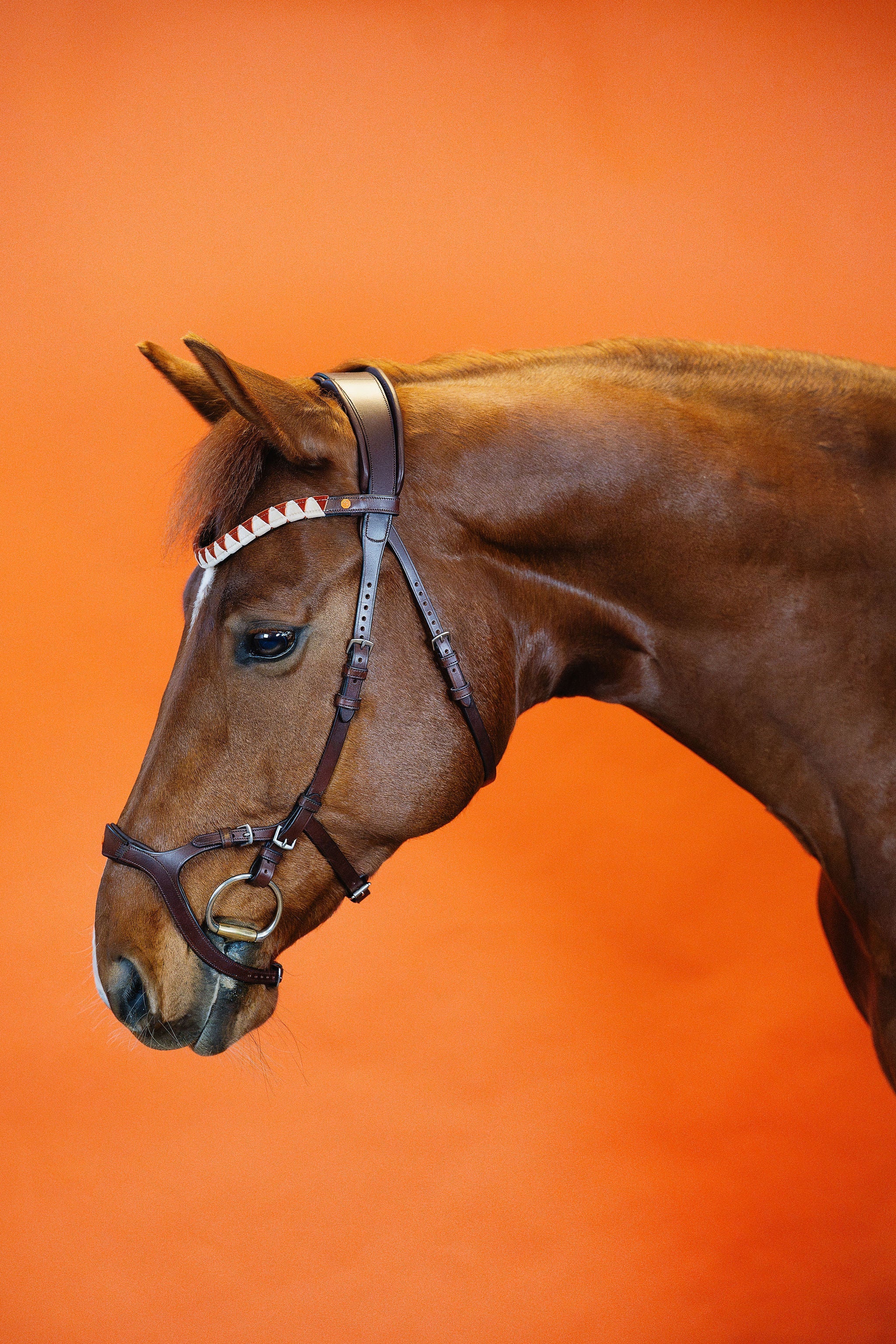 Combination Bridle – Brown | No. 08