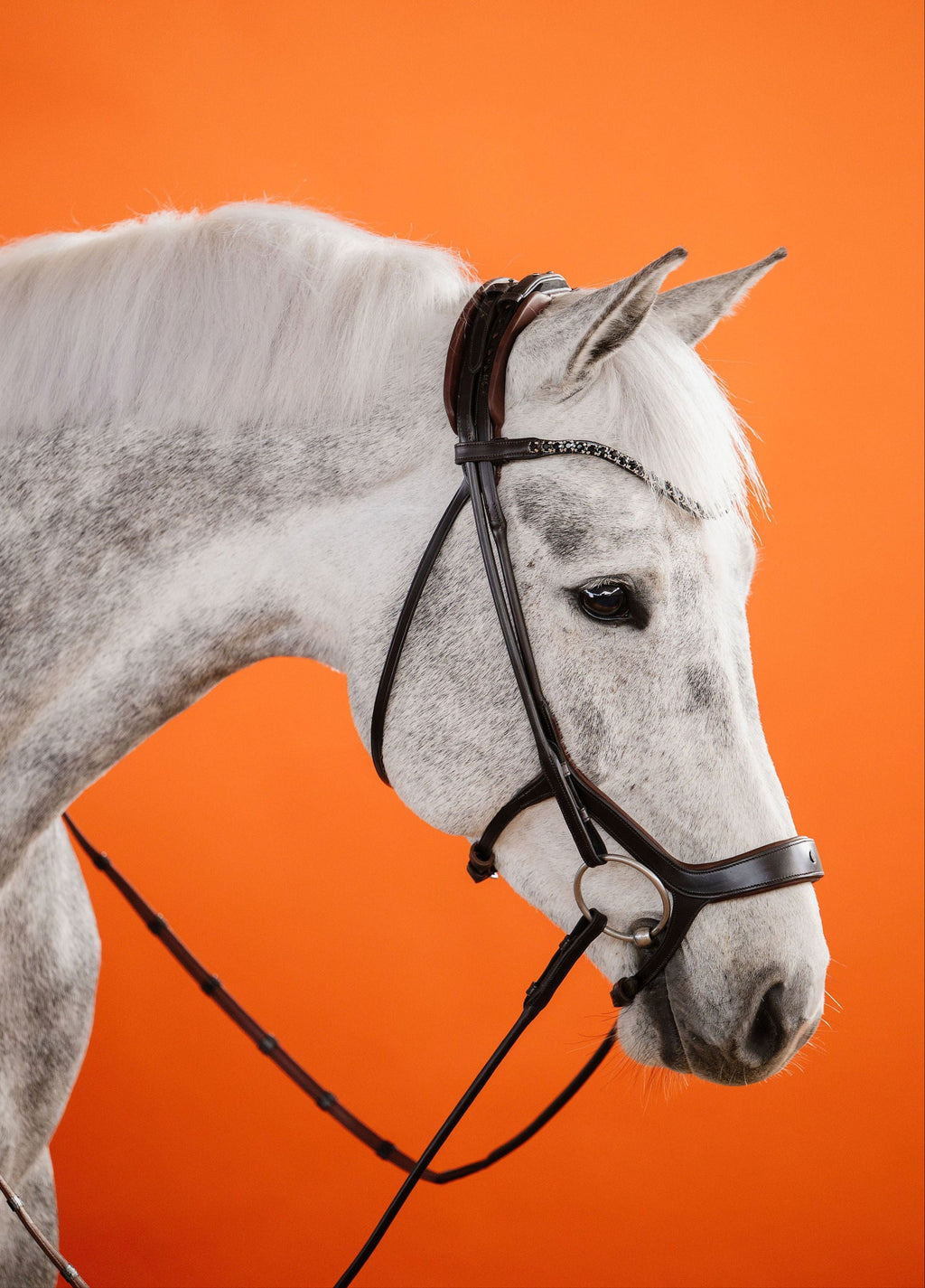 Remont (Drop Noseband) Bridle – Brown | No. 09