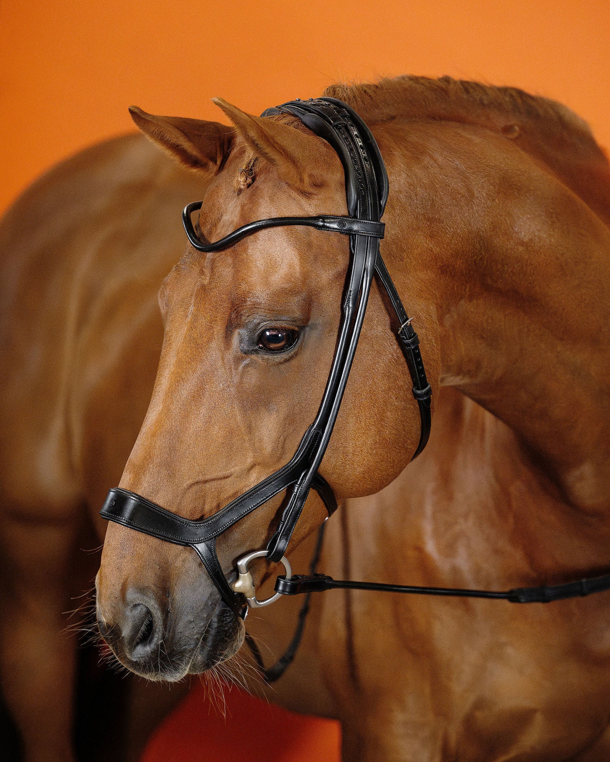 Remont (Drop Noseband) Bridle – Black | No. 09
