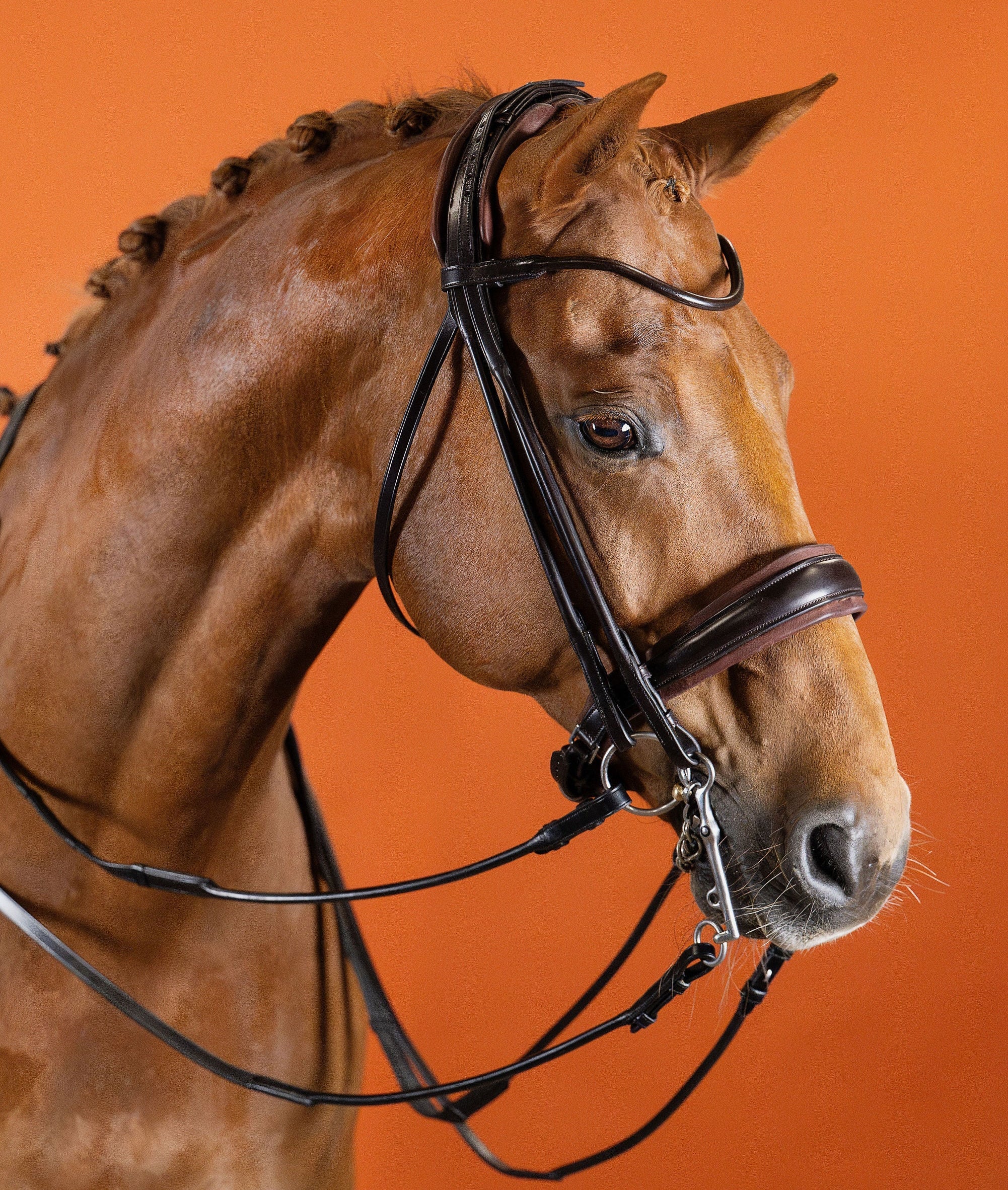 Round-Stitched Browband (Brown) | No. 51