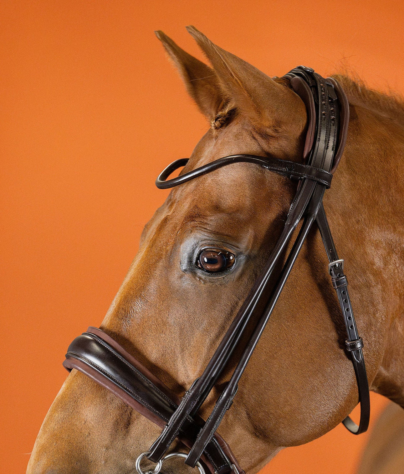 Round-Stitched Browband (Brown) | No. 51