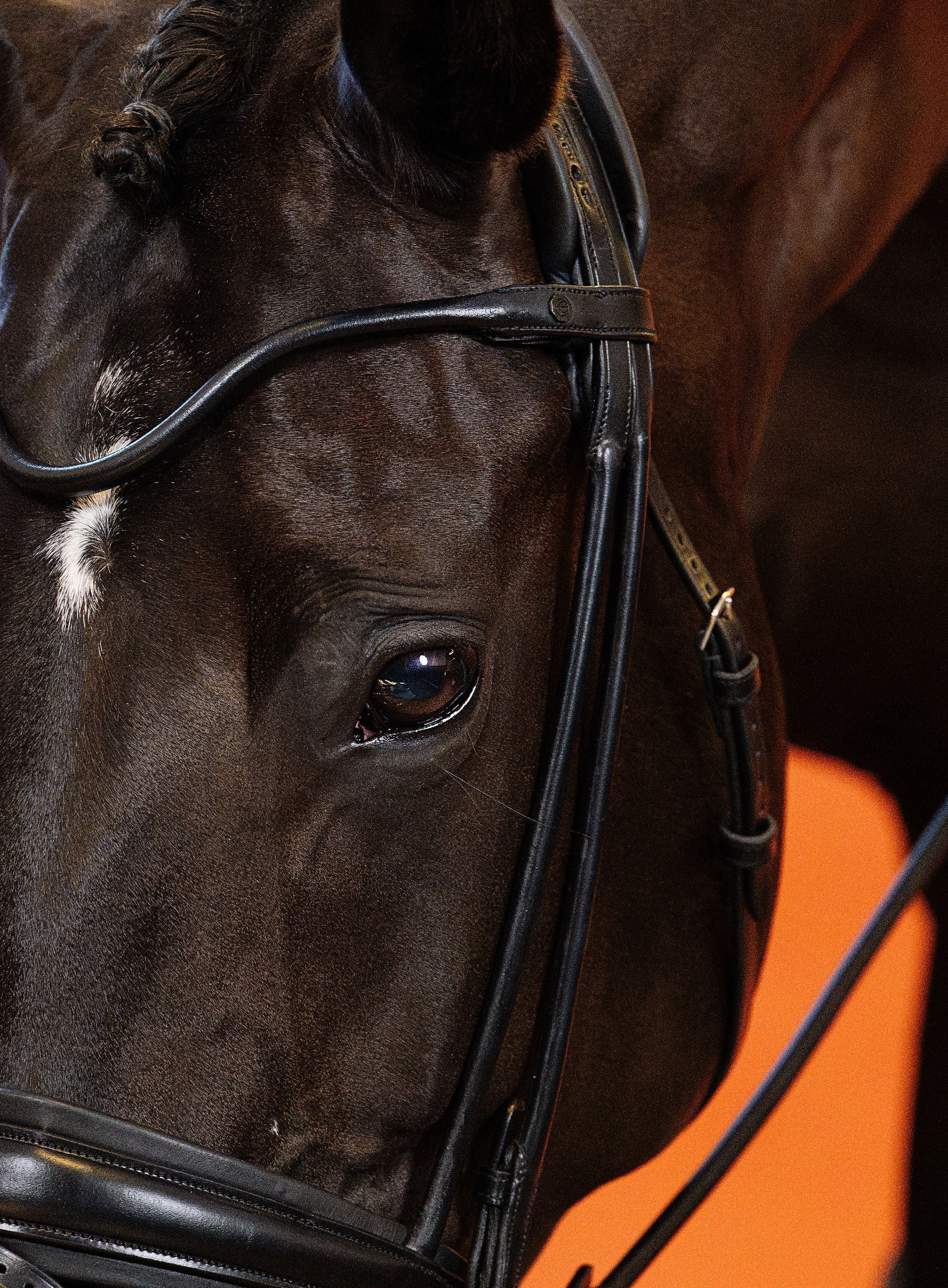 Round-Stitched Browband (Black) | No. 51