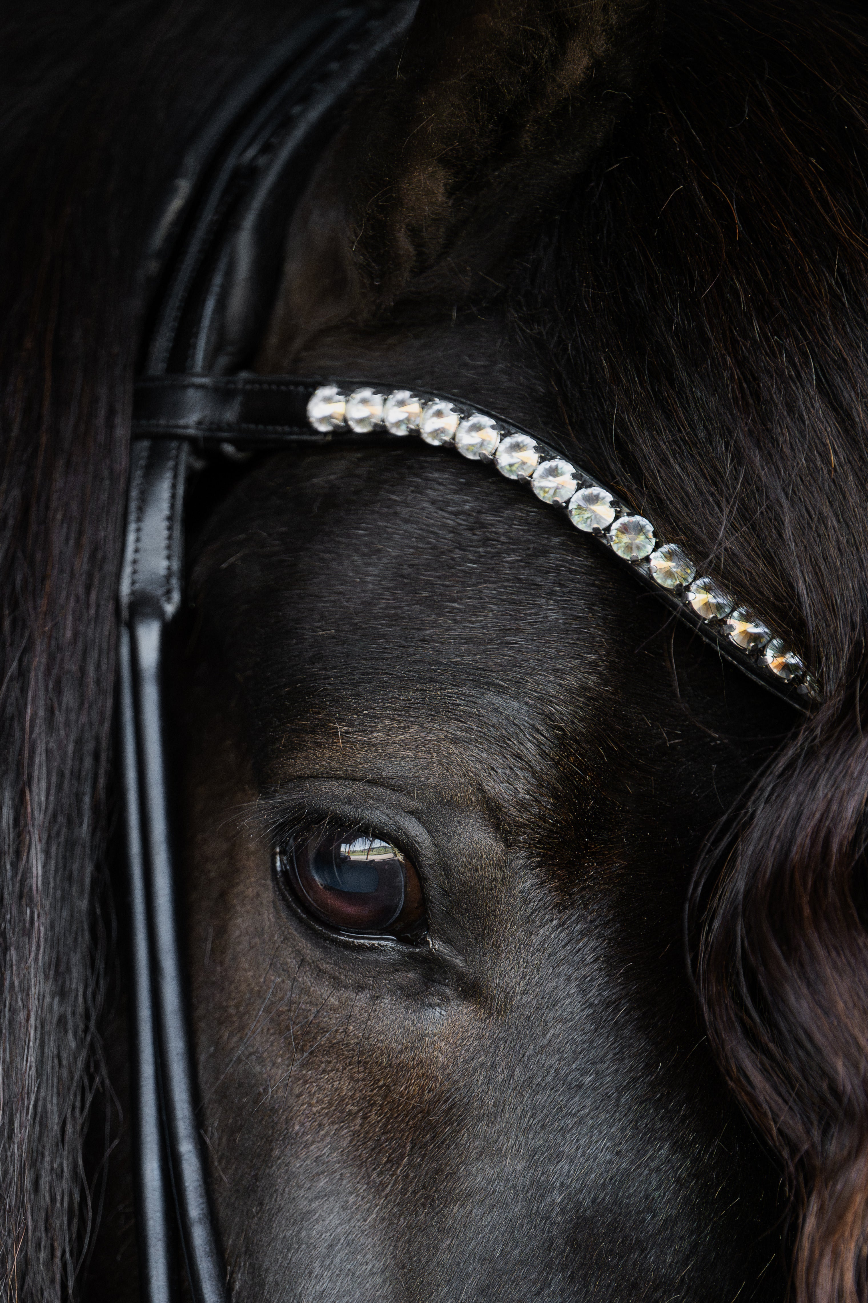 Native Bridle No. 22 | Black