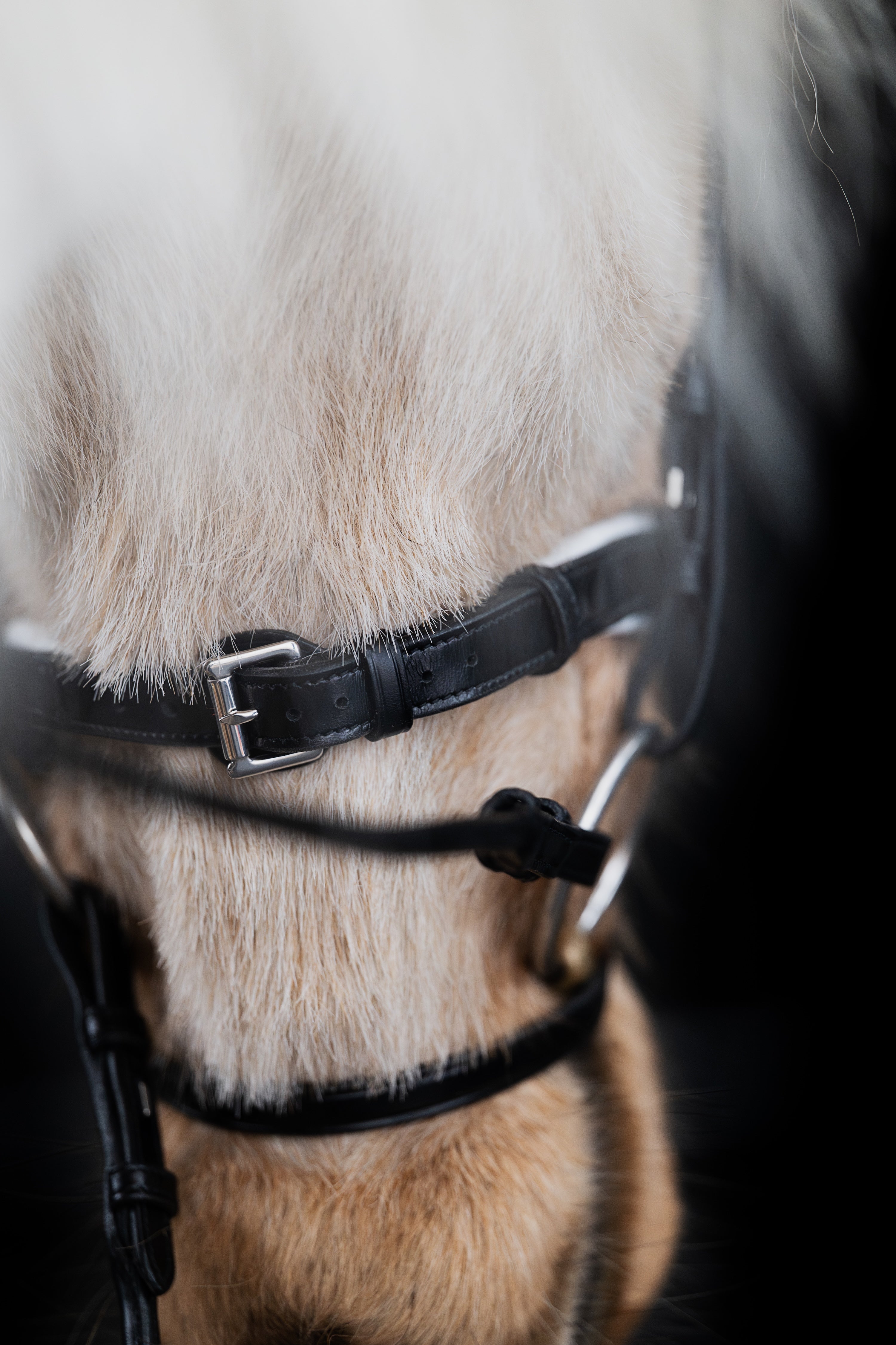 Native Bridle No. 24 | Black