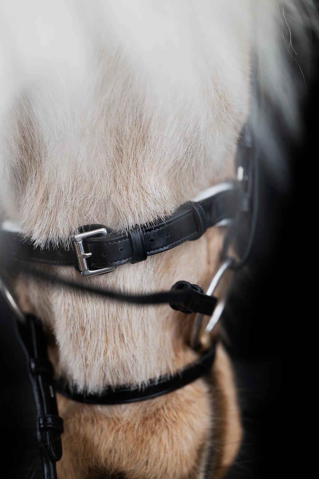 Native Bridle No. 24 | Black