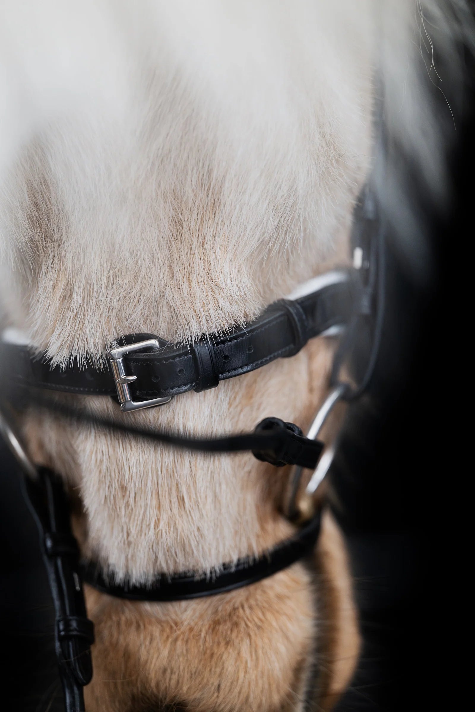Native Bridle No. 24 | Black